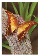 Papillons 003, Papillon, Grafiche Biondetti 69/4 - Papillons