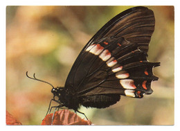 Papillons 002, Papillon, Chromolux 5498, Papilio Cleotas - Vlinders