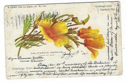 13954 CLC - CALIFORNIA POPPIES - COPA DE ORO - GREETINGS FROM CALIFORNIA - OAKLAND CAL 1904 - Oakland