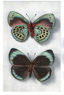 Papillons 018, Papillon, Ed Comité National De L'Enfance N° 4, Callithéa Lepreiri, Perou - Papillons