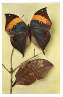 Papillons 013, Papillon, Ed Comité National De L'Enfance N° 2, Kallima Inachus, Inde - Papillons