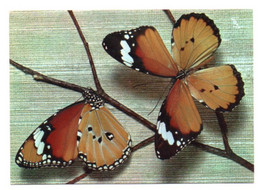 Papillons 008, Papillons Exotiques Yvon 14, Danais Chrysippus - Papillons
