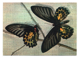 Papillons 007, Papillons Exotiques Yvon 11, Papilio Aecus Kaguya Femelle - Papillons