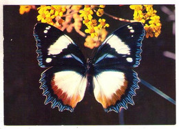 Papillons 002 2, Papillon Des Tropiques IRIS 3564, Hypolimmas Dexitea - Papillons