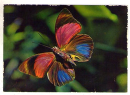Papillons 001 2, Papillon Des Tropiques IRIS 3561, Agrias Sardanapolus - Papillons