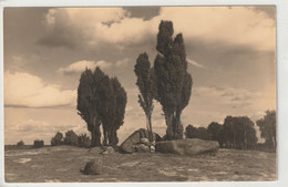 Lüneburger Heide - Lüneburger Heide