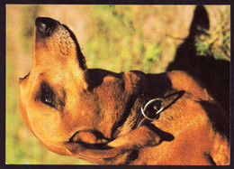 AK 022958 ANIMAL - Dog - Kurzhaar-Teckel - Dogs