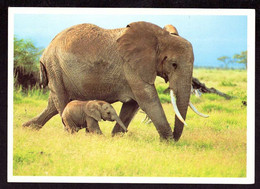 AK 023042 ELEPHANT - Elephants