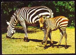 AK 023053 ZEBRA - Zebras