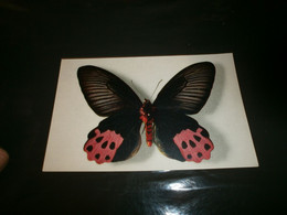 Animaux & Faune > Papillons Papilo Horishanus - Papillons