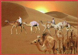 United Arab Emirates - Sans Légende - Caravane De Chameaux Dans Le Désert - Emirati Arabi Uniti