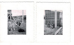 PHOTO Originale (2 Unités 6,5 X 5,5 Cm) - Le Havre Parc Animalier Année 1950 Environ . - Lugares