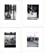 PHOTO Originale (4 Unités 6,5 X 5,5 Cm) - Paris - Jardin Des Plantes,  Parc Animalier Année 1950 Environ . - Lugares