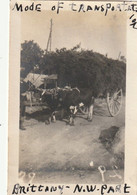 Photo 1918-1919 En Bretagne - Attelage De Boeufs (A234, Ww1, Wk 1) - Spannen