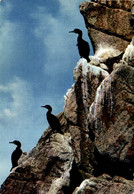 Cormorans A La Reserve D'oiseaux Du Cap Sizun 1971     CPM Ou CPSM - Sizun