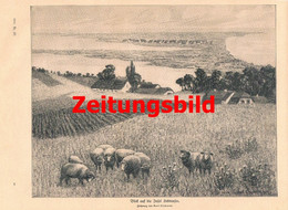 A102 989 - Fährinsel Hiddensee Vogelschutzgebiet Artikel Mit Bild 1911 !! - Other & Unclassified