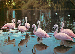 Animaux - Oiseaux - Flamants Roses - Lowther Wildlife Park - Hackthorpe - Cumberland - Flamingos On Pond - CPM - Voir Sc - Vögel