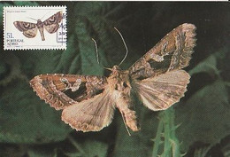 Portugal & Maximum Card, Azores Insects, Phlogophora Uninterrupta, Ponta Delgada 1984 (34) - Papillons