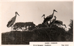 Maroc - Cigognes Dans Leur Nid - Cliché M. Gueugnon, Casablanca - Andere & Zonder Classificatie