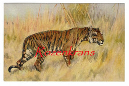 Illustrator Illustrateur Tigre Tigres Tijger Tigra Tiger Tijger Animal Asia India CPA AK - Tiger