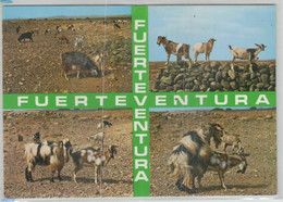 Fuerteventura - Ziegen - Paarung - Goats - Fuerteventura