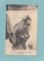 A L  HOTEL DU RUISSEAU DES  SINGES  -  UN  PENSIONNAIRE  -  1924  - - Blida