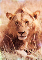 Kenya Wildlife The Lion - Kenya