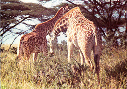 Kenya Wildlife Giraffes - Kenya