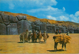 PERÚ , T.P. CIRCULADA , CUZCO - RUINAS DE SACSAHUAMÁN Y LLAMAS - Perú