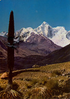 PERÚ , T.P. CIRCULADA , PUYA DE RAIMONDI , AL FONDO DE LA CORDILLERA BLANCA - Peru