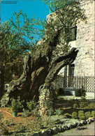 Delcampe - 1054611 Olive Tree In The Garden Of Gethsemane - Jordanien