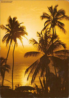 1046869 Palmenstrand Tropical Sunrise - Kenya