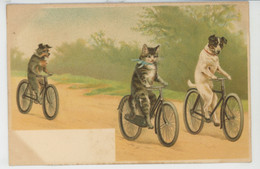 CHATS - CAT - DOG - VELO - Jolie Carte Fantaisie Chat Et Chiens à Bicyclette  (illustrateur HELENA MAGUIRE ? ) - Gatos