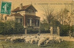 95 - LUZARCHES - Route De St Martin - Villa Constance - Berger Et Ses Moutons - Toilée Couleur - Luzarches