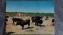 CPSM TAUREAU TAUREAUX EN CAMARGUE AVEC LES GARDIANS TROUPE DE TAUREAUX DE COMBAT PASSE - Tauri