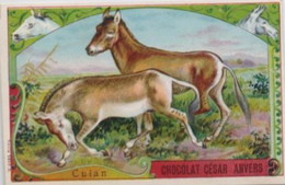 Chromo - Cheval Culan  Paard - Chocolat Chocolade - César - Anvers - Antwerpen - Other