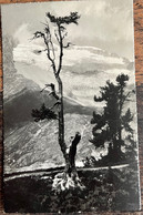 ARVEN IM ALETSCHWALD BEI RIEDERALP 1933... Photo E. Gyger, Adelboden - Riederalp