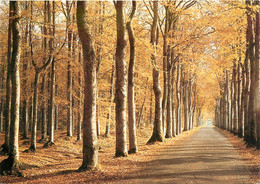 CPSM Ploufragan-Une Allée En Automne-Les Châtelets Sous Bois-Franciscaine Missionnaires De Marie     L1122 - Ploufragan