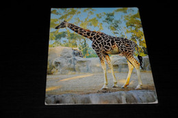 37856-                            AFBEELDING VAN GIRAFFE - Giraffen
