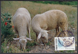 Andorre 1991-Andorre-Française- Yvert Nr.: 405 On Carte Maximum Photo. Theme: Mouton ........ (VG) DC-10240 - Oblitérés