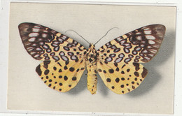 ANIMAUX & FAUNE 437 : Moorea Argus ( Papillon )  : édit. Comité National De L'Enfance N° 3 - Papillons