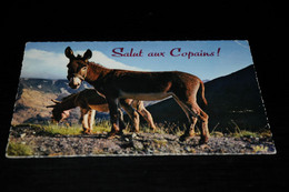 37942-                            SALUT AUX COPAINS! - Burros