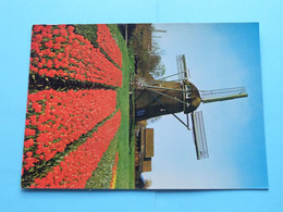 Publikaart B.V. DELTA > Lisse ( Molen / Mill / Moulin ) > ( Spanjersberg ) Anno 1982 ( Zie > Scans ) ! - Lisse