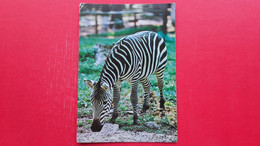 Zoo Ljubljana.Zebra.Zivalski Vrt Ljubljana. - Zebras