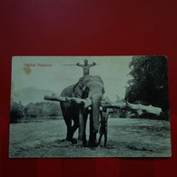 CEYLON ELEPHANT - Sri Lanka (Ceylon)
