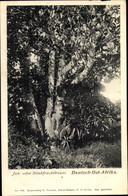 CPA Tansania Deutsch Ostafrika, Jak- Oder Stinkfruchtbaum, Jackfruit - Tansania