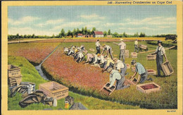 Massachusetts Harvesting Cranberries On Cape Cod - Cape Cod