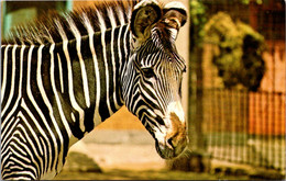 New York City Bronx Zoo Grevy Zebra - Bronx