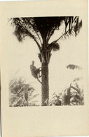 PC UGANDA, PALM TREE CLIMBING, Vintage REAL PHOTO Postcard (b33594) - Uganda