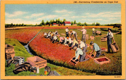 Massachusetts Harvesting Canberries On Cape Cod Curteich - Cape Cod
